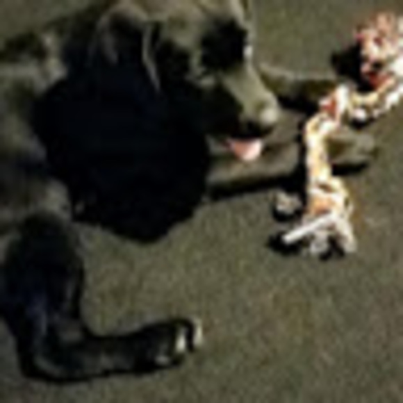 Meet your Posher, Jake - Picture 1 of 1